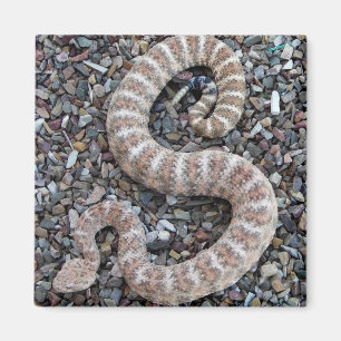 SPECKLED RATTLESNAKE Snake Magnet