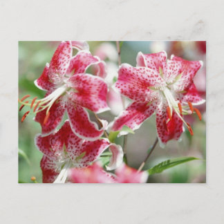 Speckled & Red! Postcard