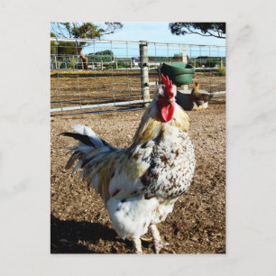 Speckled Rooster On Farm, Postcard
