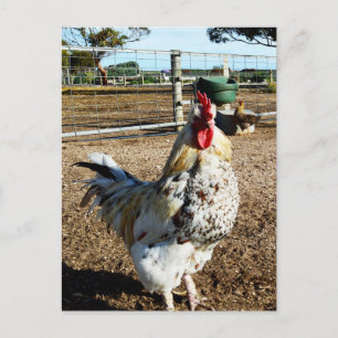 Speckled Rooster On Farm, Postcard