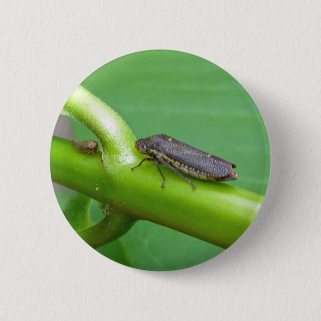 Speckled Sharpshooter Leaf Hopper Items 6 Cm Round Badge (Front)
