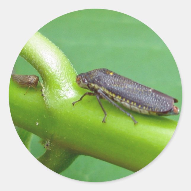 Speckled Sharpshooter Leaf Hopper Items Classic Round Sticker (Front)
