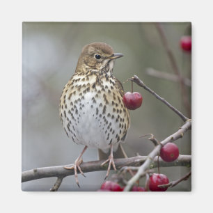 Speckled Songster Magnet