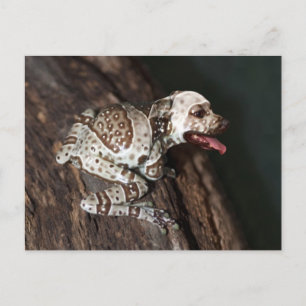 Speckled staffrog postcard
