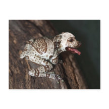 Speckled staffrog