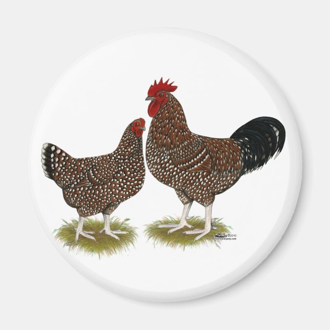 Speckled Sussex Chickens Magnet (Front)