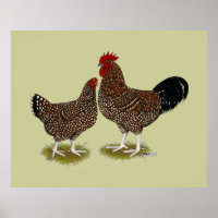 Speckled Sussex Chickens