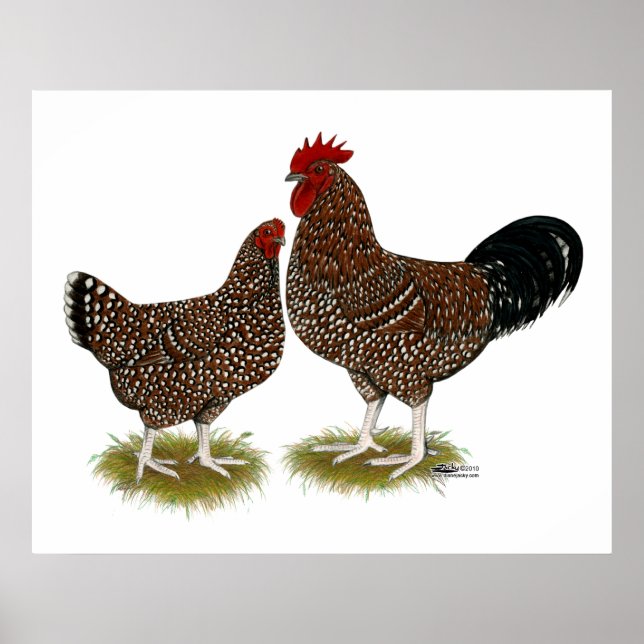 Speckled Sussex Chickens Poster (Front)