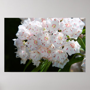 Speckled Umbrellas Poster