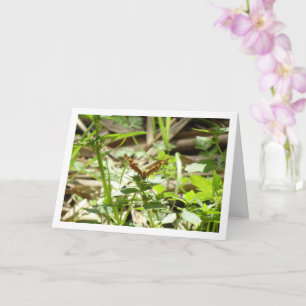 Speckled Wood Butterfly Maculada, Pararge Aegeria Card