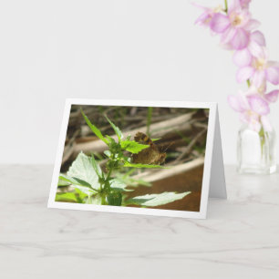 Speckled Wood Butterfly Maculada, Pararge Aegeria Card