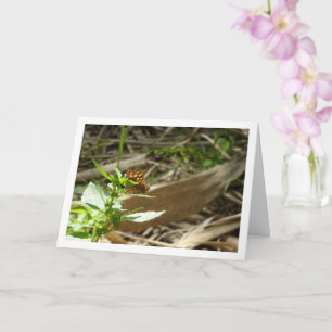 Speckled Wood Butterfly Maculada, Pararge Aegeria  Card