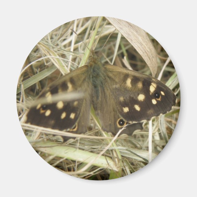 Speckled Wood Butterfly Magnet (Front)