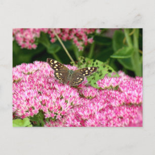 Speckled Wood - Butterfly on Sedum Postcard