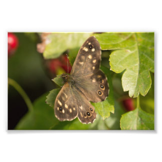 Speckled Wood Butterfly Photo Print