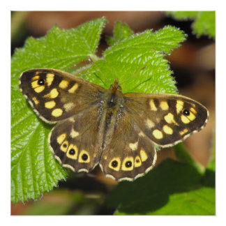 Speckled Wood Butterfly Poster