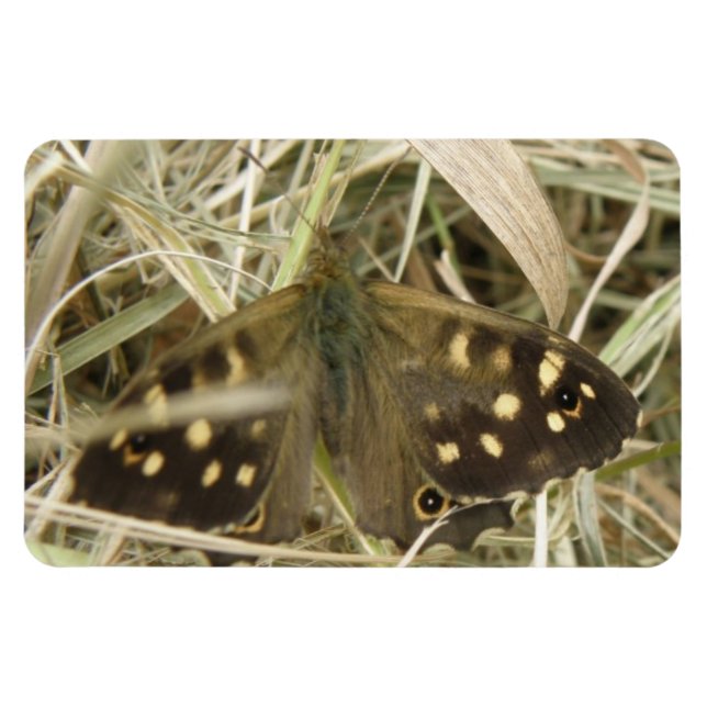 Speckled Wood Butterfly Premium Magnet (Horizontal)