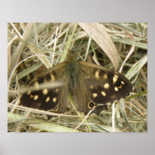 Speckled Wood Butterfly Print