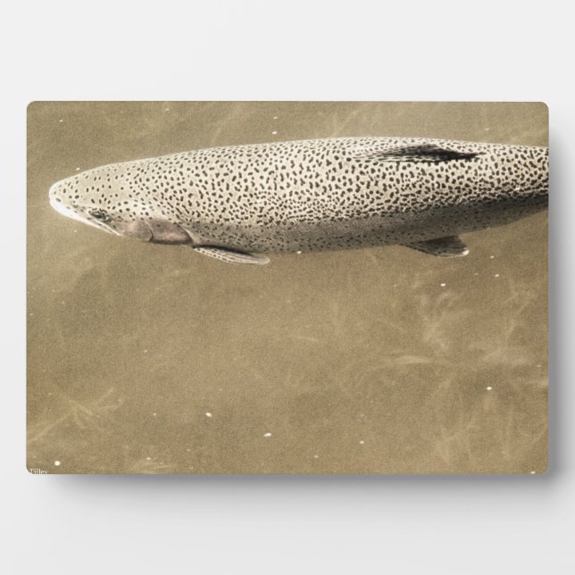 Speckles Plaque (Front)