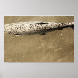 Speckles Poster