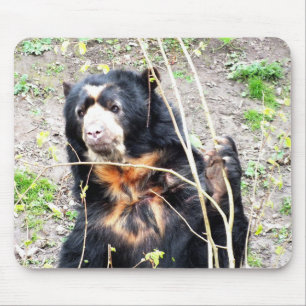 Spectacled bear mouse pad