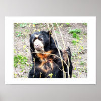 Spectacled bear