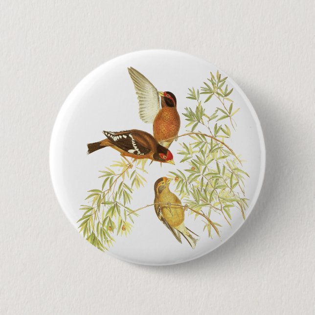 Spectacled Finch 6 Cm Round Badge (Front)