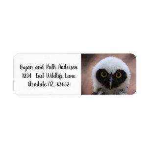 Spectacled Owl