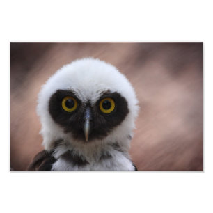Spectacled Owl Photo Print