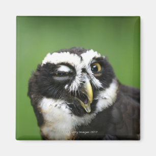 Spectacled Owl (Pulsatrix perspicillata) Magnet