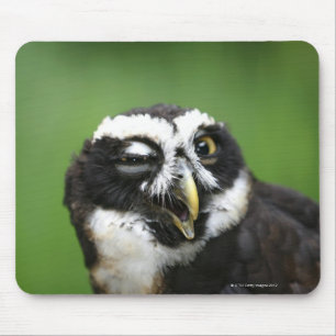 Spectacled Owl (Pulsatrix perspicillata) Mouse Pad