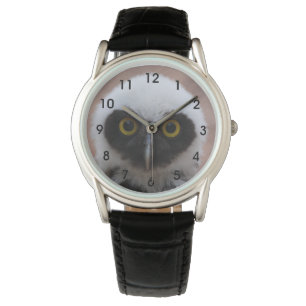 Spectacled Owl Watch