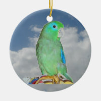 Spectacled Parrotlet