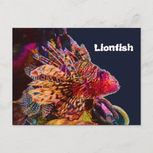 Spectacular Lionfish Postcard