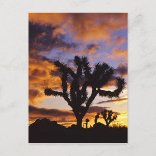 Spectacular Sunrise at Joshua Tree National Park Postcard