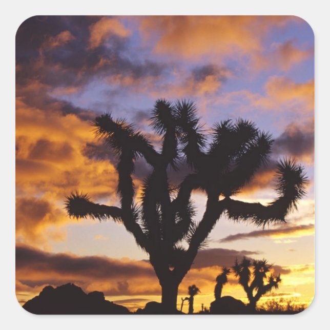 Spectacular Sunrise at Joshua Tree National Park Square Sticker (Front)