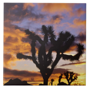 Spectacular Sunrise at Joshua Tree National Park Tile