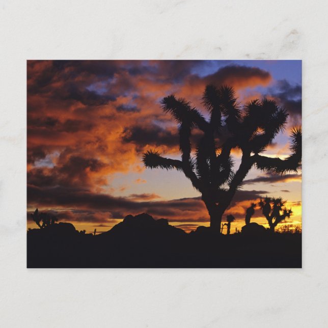 Spectacular Sunrise at Joshua Tree National Postcard (Front)