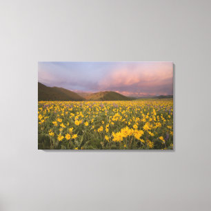 Spectacular wildflower meadow at sunrise in the canvas print