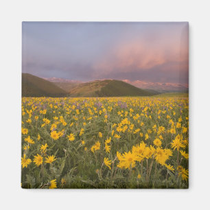 Spectacular wildflower meadow at sunrise in the magnet