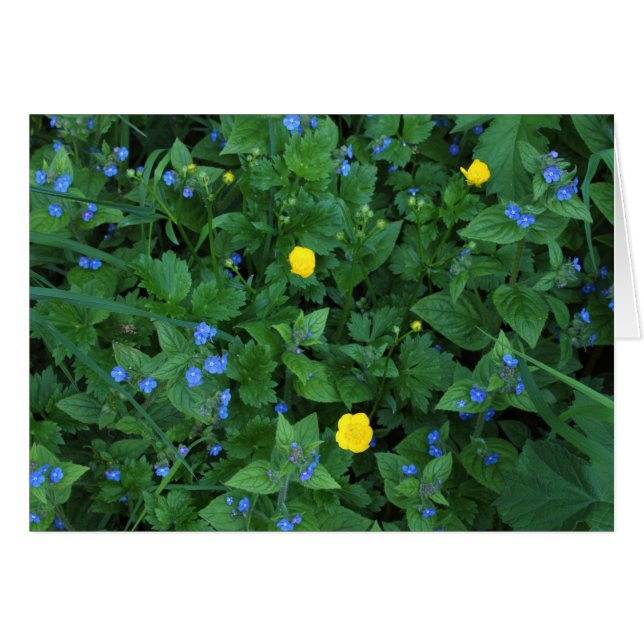Speedwell and Buttercups (Front Horizontal)