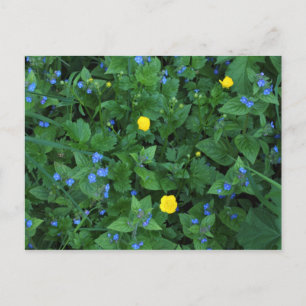 Speedwell and Buttercups Postcard