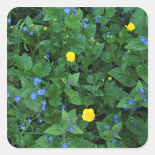 Speedwell and Buttercups Square Sticker