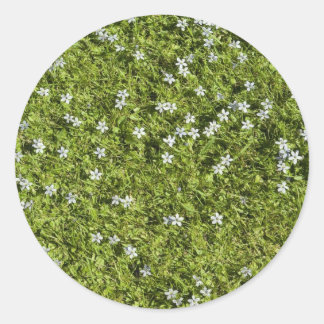 Speedwell Sticker