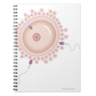 Sperm Containing Mutated Gene Spiral Notebook