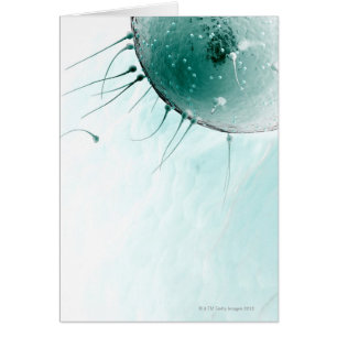 Sperm Fertilising an Ovum.