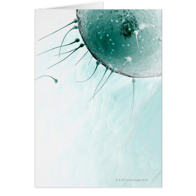 Sperm Fertilising an Ovum. (Front)