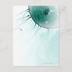 Sperm Fertilising an Ovum. Postcard
