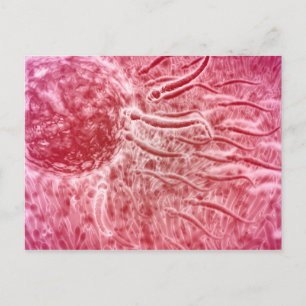 Sperm Travelling Towards Egg With Cellia Postcard