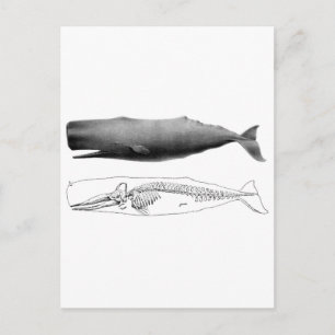 sperm-whale-1 postcard